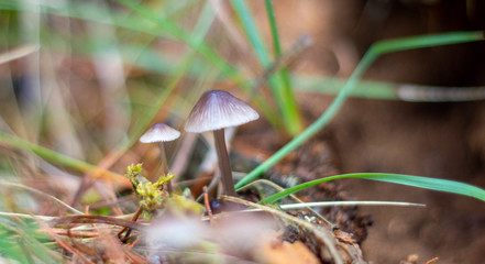 las setas del bosque