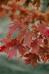 Golden Autumn season in October. Fall trees. Oak tree with red, orange and yellow leav. Sunny Autumn day in October. Halloween season. Denver streets on Fall season.