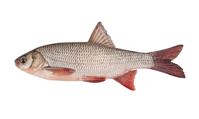  Freshwater fish ide isolated on a white background. Live fish