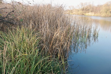 Fototapeta premium reeds in lake