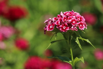 The blossoming Turkish carnation. The Turkish carnation red with white against blurred background. Dianthus barbatus. Caryophyllaceae Family.