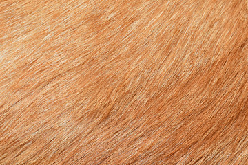 Yellow cat fur texture background