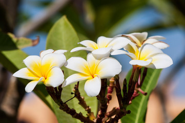Fragrant and beautiful flowers of the plumeria tree, natural tropical background.