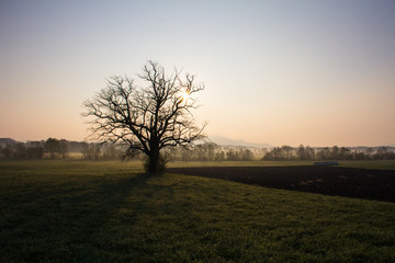 Fototapeta na wymiar single tree at sunset
