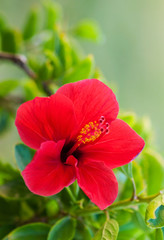 Beautiful tropical red hibiscus flower on a green background, natural tropical background.