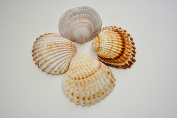 Four common cockle shells arranged in a flower shape, isolated on white background