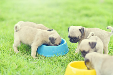 Cute puppies brown Pug eating goat milk in dog bowl