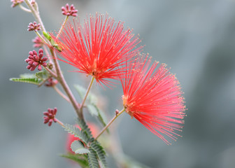 red baja fairy duster flower