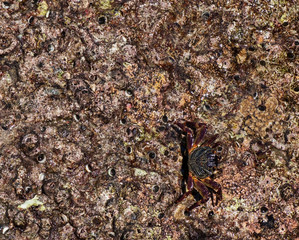 Sea crab on coral stone, natural tropical background.