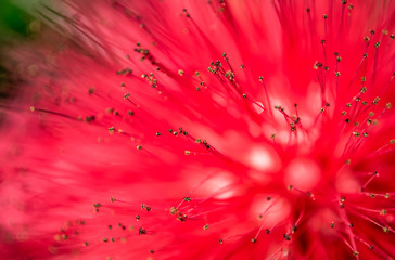red bottlebrush flower