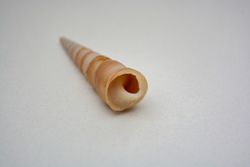 sea shell on white background with a big house