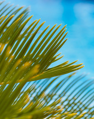 Beautiful green palm leaf on a blue background, natural tropical background, selective focus.
