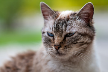 Katzenportrait