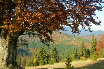 Fototapeta premium large sprawling tree by the road