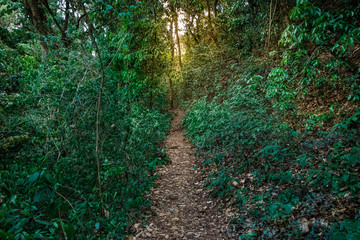 Obraz premium caminho natureza