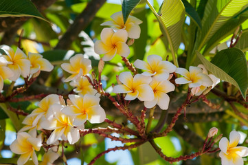 Fragrant and beautiful flowers of the plumeria tree, natural tropical background.