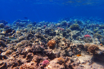 coral reef in egypt