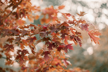 Golden Autumn season in October. Fall trees. Oak tree with red, orange and yellow leav. Sunny Autumn day in October. Halloween season. Denver streets on Fall season.