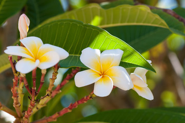 Fototapeta na wymiar Fragrant and beautiful flowers of the plumeria tree, natural tropical background.