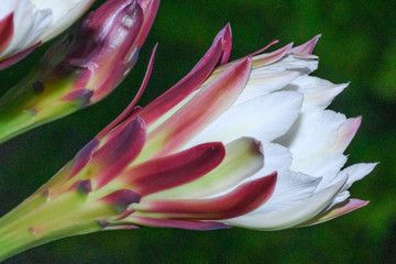 Cereus repandus Peruvian apple cactus flower