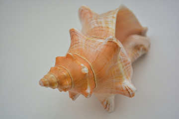 sea shell on white background with a big house