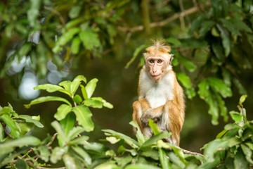 Toque macaque (Macaca sinica) monkeys are a group of Old World monkeys native to the Indian subcontinent, monkey sitting on tree,  Wilpattu National Park, Sri Lanka, exotic adventure in Asia