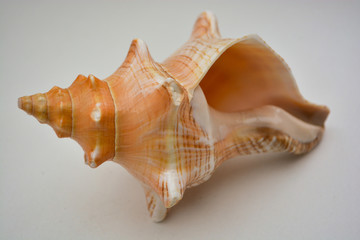 sea shell on white background with a big house