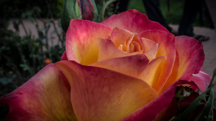 The beauty of a Rose in flaming beauty