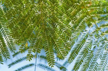 Beautiful green mahogany branches, natural tropical background.