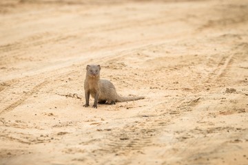 ruddy mongoose (Herpestes smithii)  on the road in Yala National Park, Sri Lanka, Asia. Beautiful wildlife scene from nature habitat from Sri Lanka, carnivorous mammal, hunting, exotic adventure