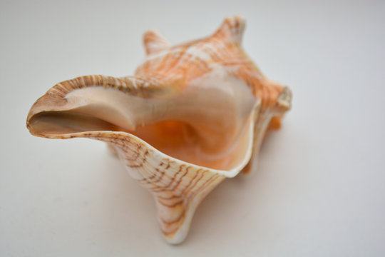 sea shell on white background with a big house