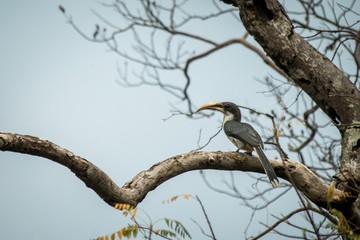 Sri lankan grey hornbill perches on a dead tree without leaves, colorful bird on clear background,...