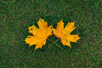 yellow maple leaf on the grass