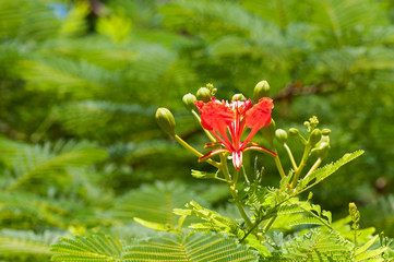 Fragrant and beautiful flowers of mahogany, natural tropical background.