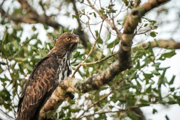 Changeable hawk-eagle or crested hawk-eagle (Nisaetus cirrhatus), bird of prey of the Indian subcontinent, India and Sri Lanka, close up raptor portrait on tree