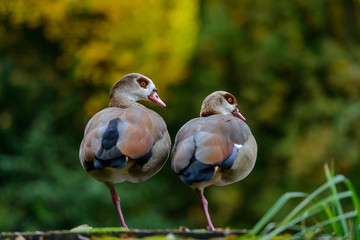 Zwei Nilgänse auf einem Bein