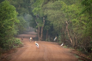 Flock of paited storks and egrets on the road trying to catch insects, big birds in natural habitat, Yala National Park, Sri Lanka, Exotic birdwaitching in Asia