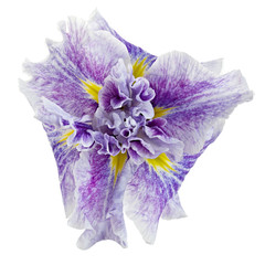 Iris flower isolated on a white background.