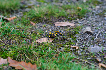 Feuersalamander (Salamandra salamandra)