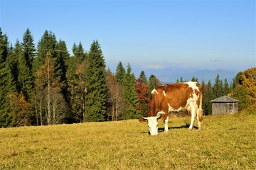 Fototapeta na wymiar cow eats grass in a meadow on a background of mountains