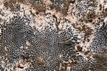 Natural drawing of coastal coral stone. Natural abstract texture.