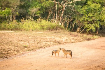 Couple of golden Jackal, Canis aureus on the road in Yala National Park, Sri Lanka, Asia. Beautiful...
