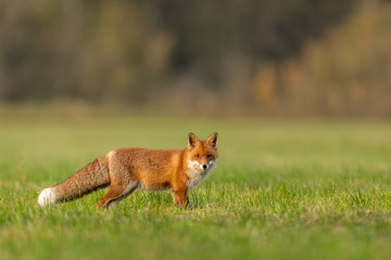 Mammals - European Red Fox (Vulpes vulpes)