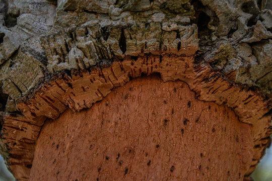 macro cork tree, cork tone contrast, copy-space