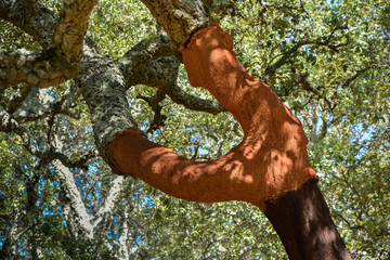 trunk of the cork tree, cork
