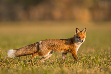 Fototapeta premium Mammals - European Red Fox (Vulpes vulpes)