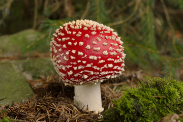 Fly Agaric or Amanita muscaria a poisonous mushroom with a red cap and white spots common in forests
