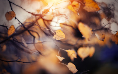 Yellow-gold autumn leaves