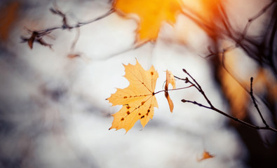 Lonely maple leaf late fall.