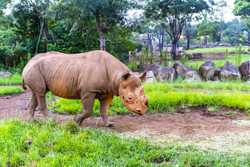 Fototapeta premium 歩くサイ